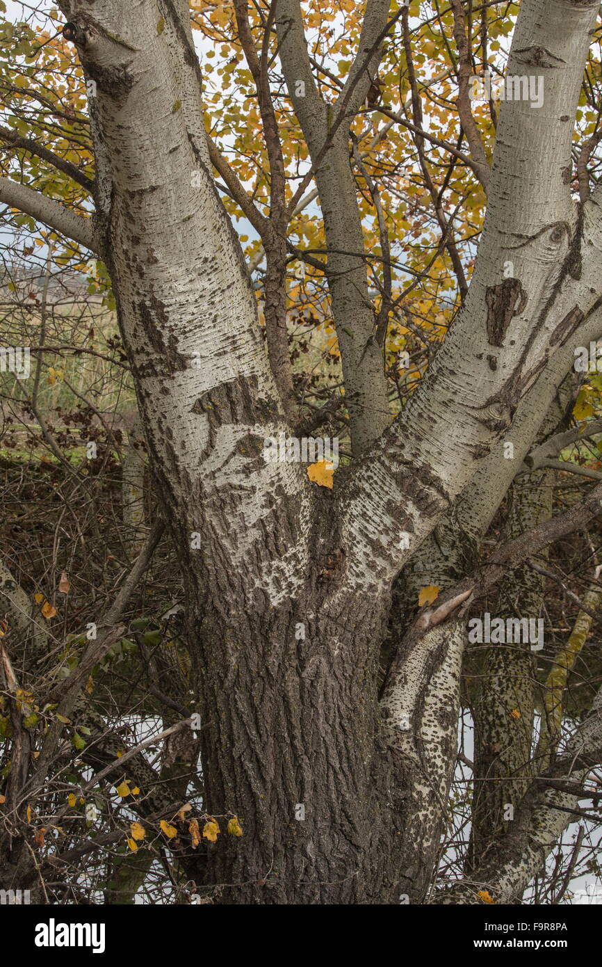Tronco di pioppo grigio, Populus canescens, che mostra colore di autunno. Foto Stock