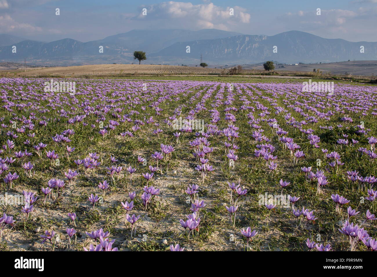 Produzione di zafferano nella stagione del raccolto, vicino Kozani, Grecia Foto stock - Alamy