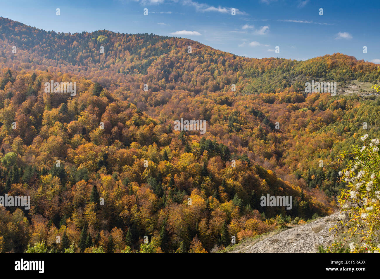 Colore di autunno nel nord Pindo guardando ad ovest dal vicino a Nea Kotili. Foto Stock