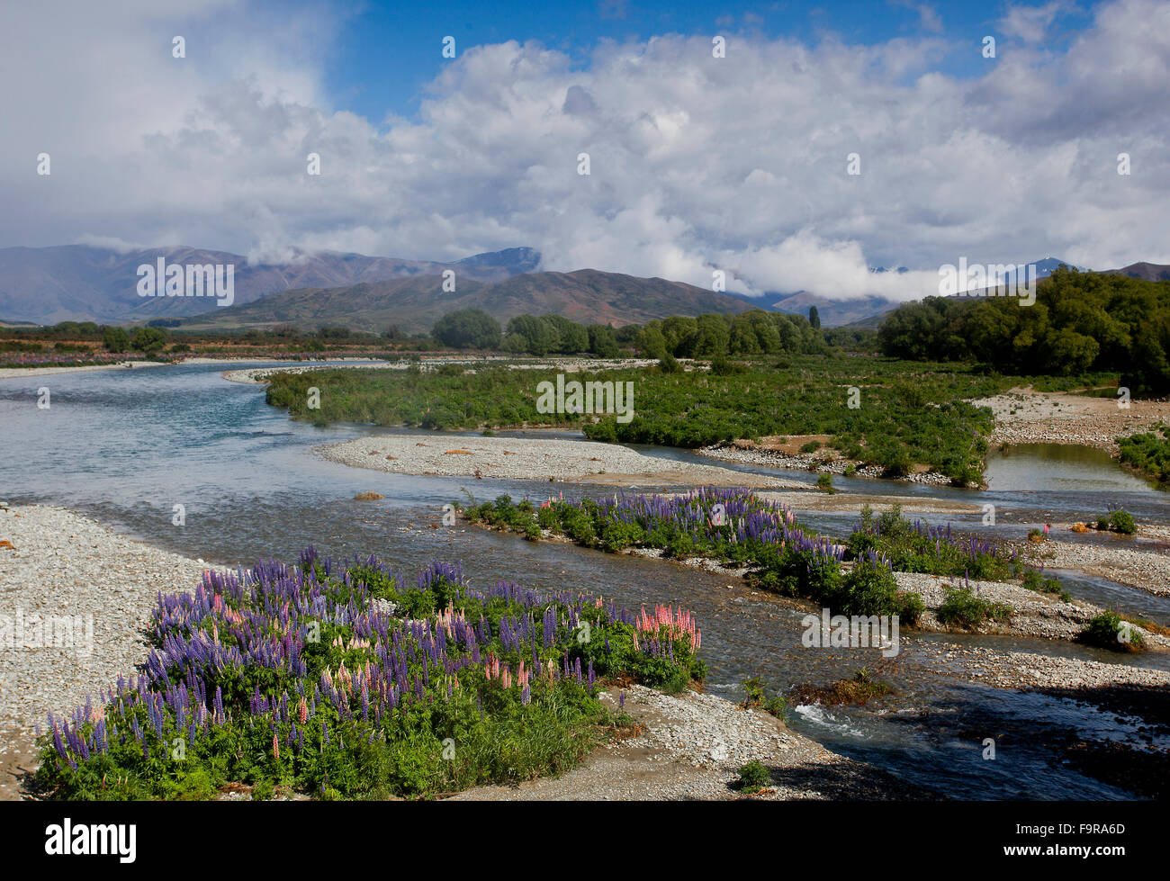 Il Ahuriri fiume vicino a scogliere di argilla, South Island, in Nuova Zelanda, con i lupini crescente nella ghiaia in primo piano. Foto Stock
