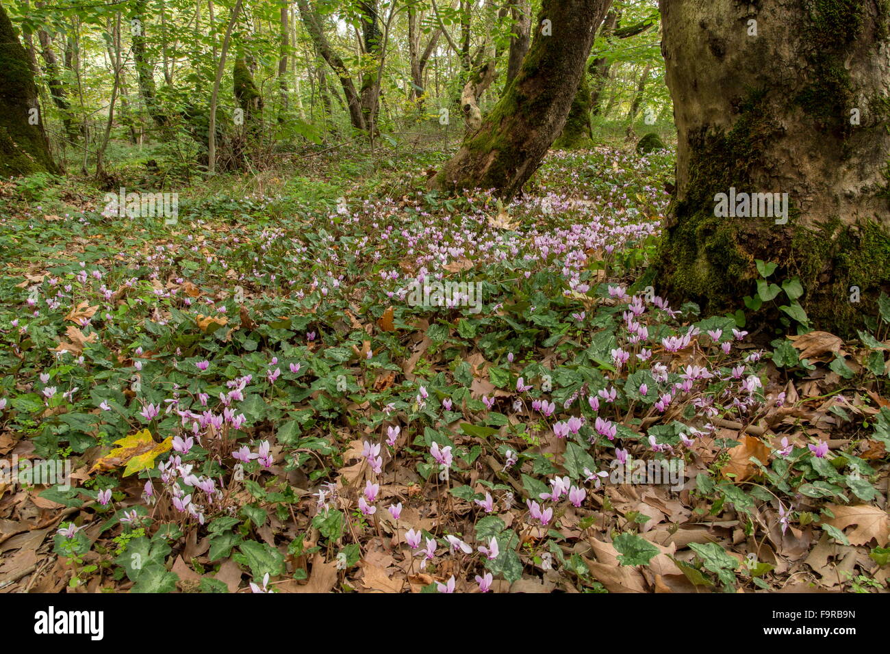 Edera-lasciava ciclamino, ciclamino hederifolium, nel piano orientale bosco a floodplain, nei pressi di Meteora, Grecia. Foto Stock