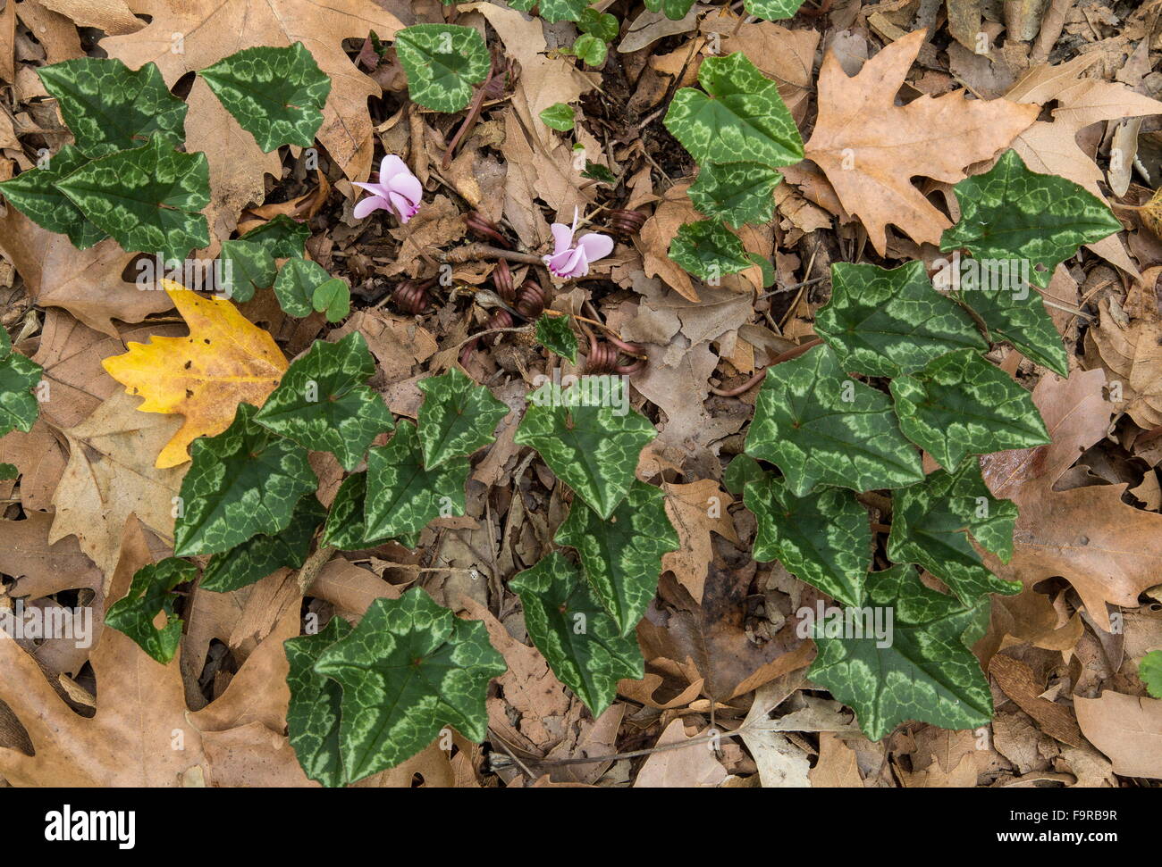 Edera-lasciava ciclamino, ciclamino hederifolium, nel piano orientale bosco a floodplain, nei pressi di Meteora, Grecia. Foto Stock