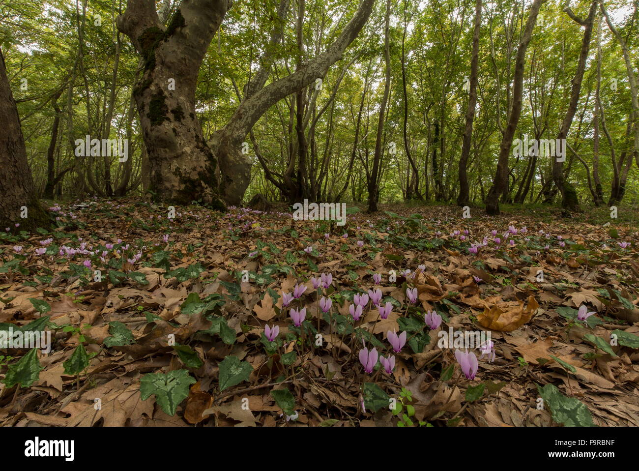 Edera-lasciava ciclamino, ciclamino hederifolium, nel piano orientale bosco a floodplain, nei pressi di Meteora, Grecia. Foto Stock