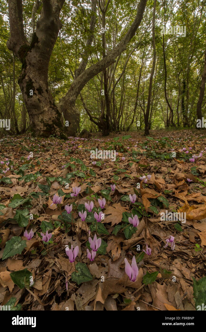 Edera-lasciava ciclamino, ciclamino hederifolium, nel piano orientale bosco a floodplain, nei pressi di Meteora, Grecia. Foto Stock