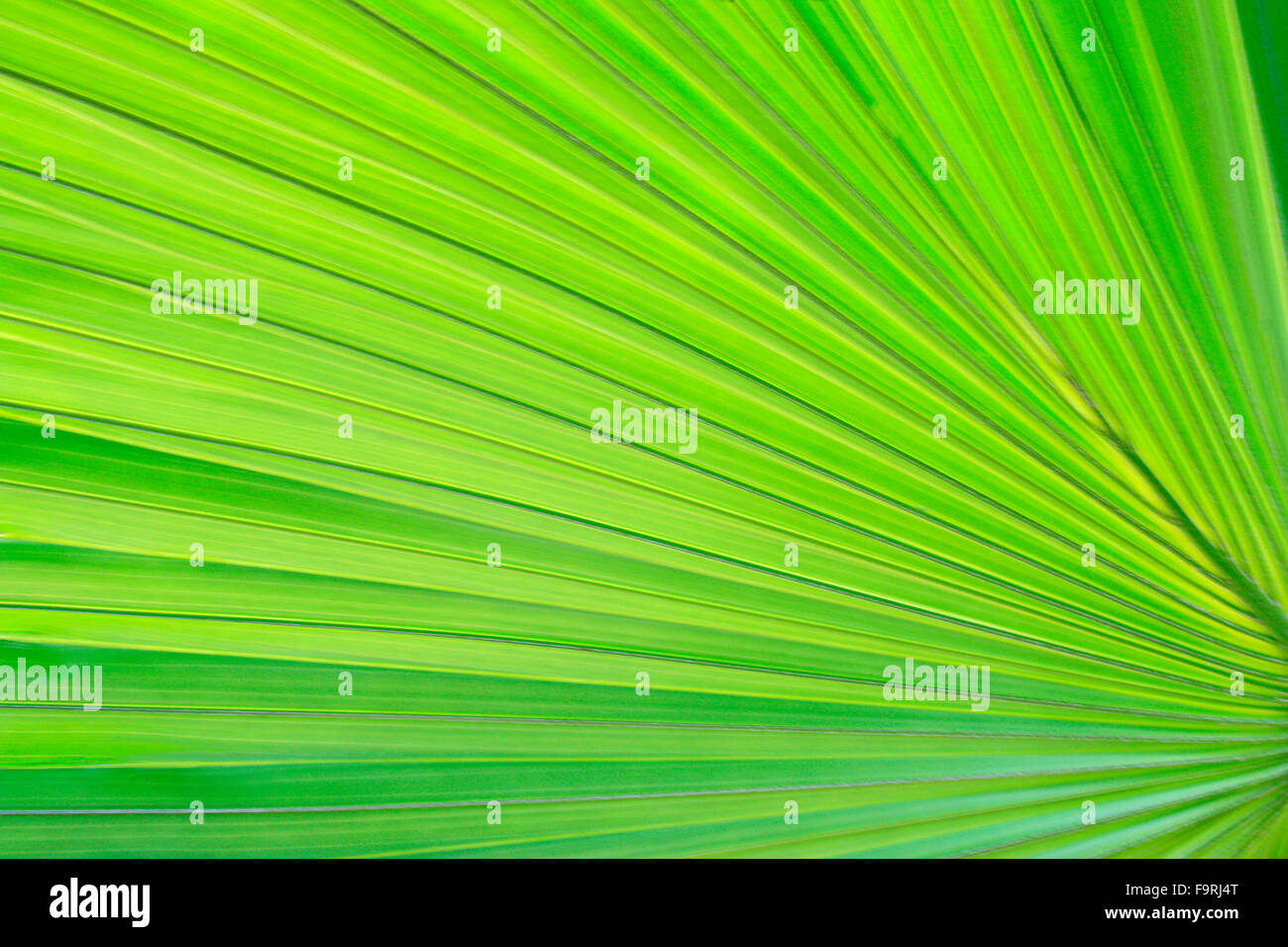 Un nuovo grande ventola verde foglia di palma Foto Stock