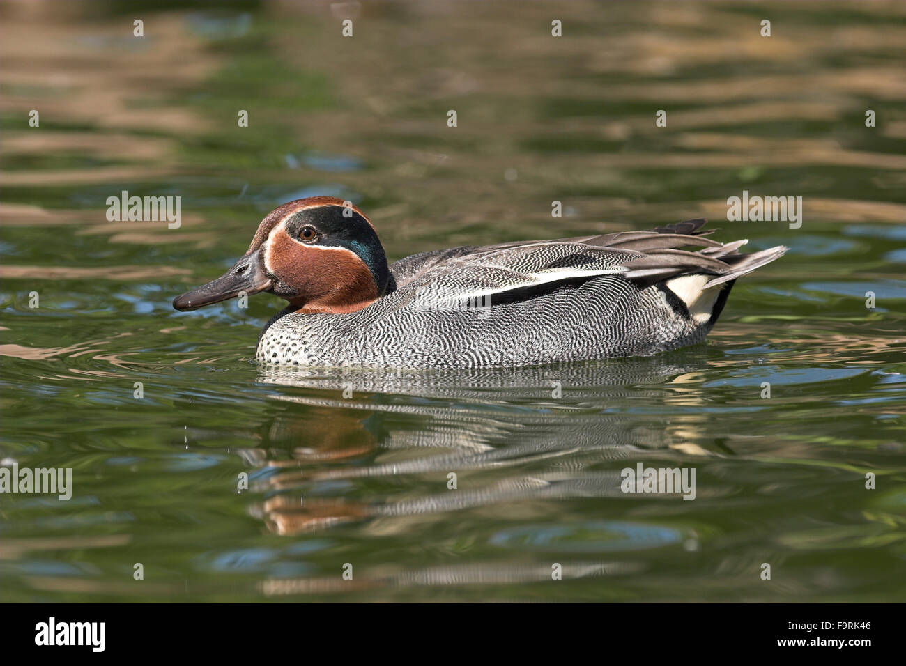 Teal, verde-winged teal, maschio, Krickente, Männchen, Erpel, Krick-Ente, Anas crecca, Sarcelle d'hiver Foto Stock
