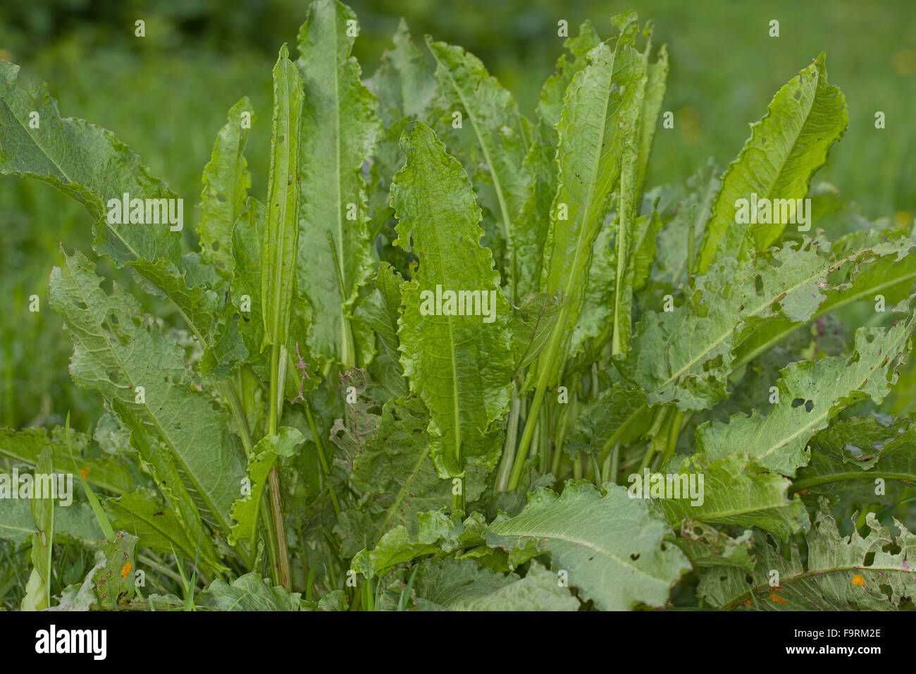 Curly Dock, foglia, foglie, Krauser Ampfer, Blätter vor der Blüte, Blattrosette, Rumex crispus Foto Stock