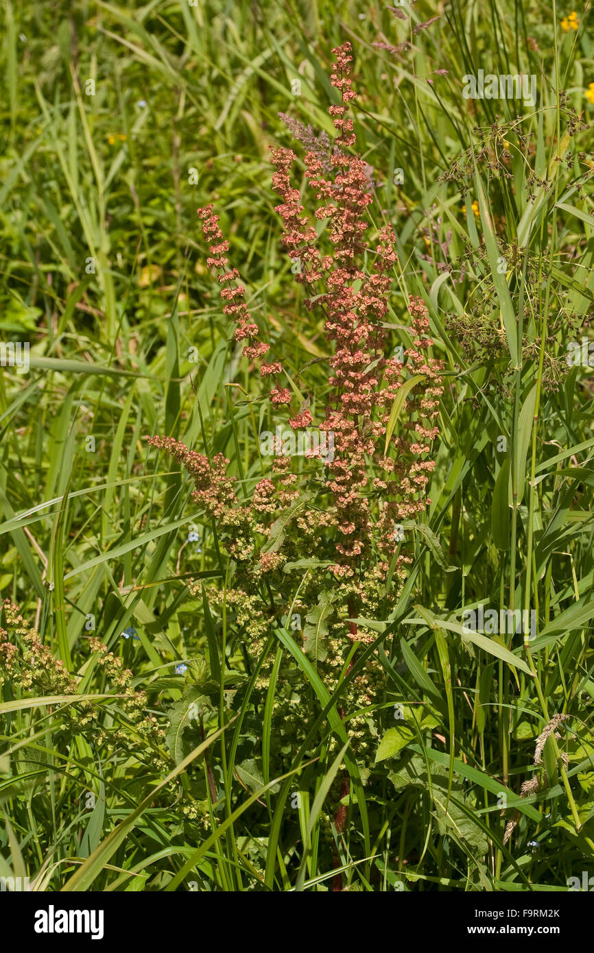 Curly Dock, Krauser Ampfer, Krauser-Ampfer, Rumex crispus Foto Stock