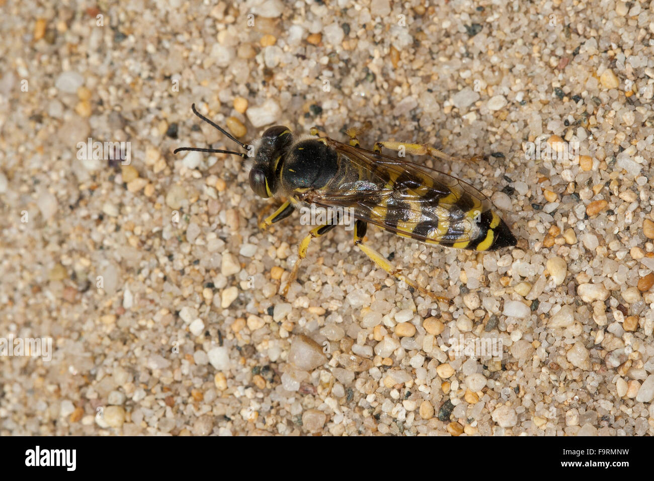 Wasp sabbia, sabbia vespe, femmina, nido, Kreiselwespe, Grabwespe, un ihrem Erdbau im sabbia, Weibchen, Bembix oculata Foto Stock