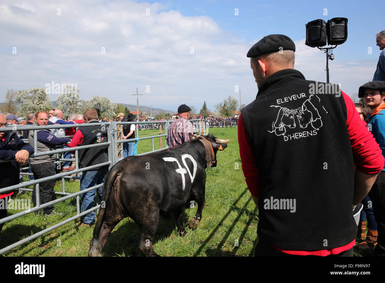 Combattere de Reines : Combattimenti di mucche festival nelle Alpi francesi. L'Herens Eringer (in tedesco) è una razza bovina chiamato dopo il Foto Stock