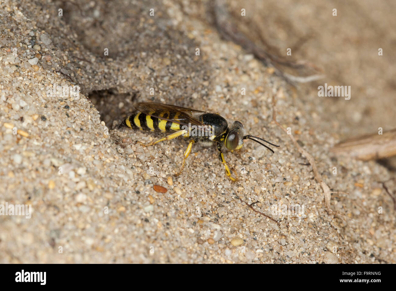 Wasp sabbia, sabbia vespe, femmina, nido, Kreiselwespe, Grabwespe, un ihrem Erdbau im sabbia, Weibchen, Bembix oculata Foto Stock