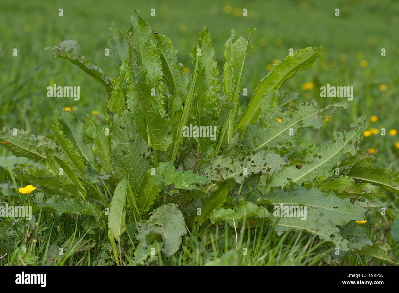 Curly Dock, foglia, foglie, Krauser Ampfer, Blätter vor der Blüte, Blattrosette, Rumex crispus Foto Stock