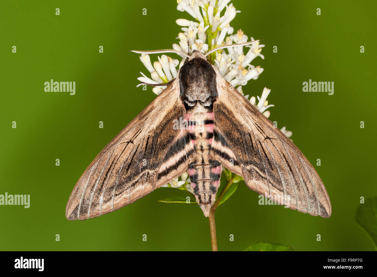 Ligustro hawkmoth, Ligustro Hawk-moth, Ligustro Hawk Moth, Ligusterschwärmer, Liguster-Schwärmer Sphinx ligustri, Sphingidae Foto Stock