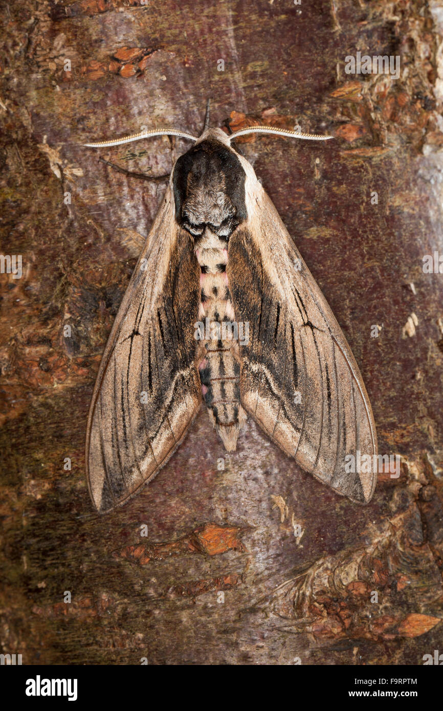 Ligustro hawkmoth, Ligustro Hawk-moth, Ligustro Hawk Moth, Ligusterschwärmer, Liguster-Schwärmer Sphinx ligustri, Sphingidae Foto Stock