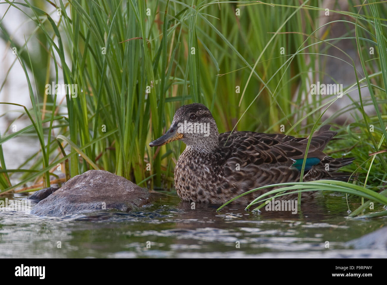 Teal, verde-winged teal, femmina, Krickente, Weibchen, Krick-Ente, Anas crecca, Sarcelle d'hiver Foto Stock