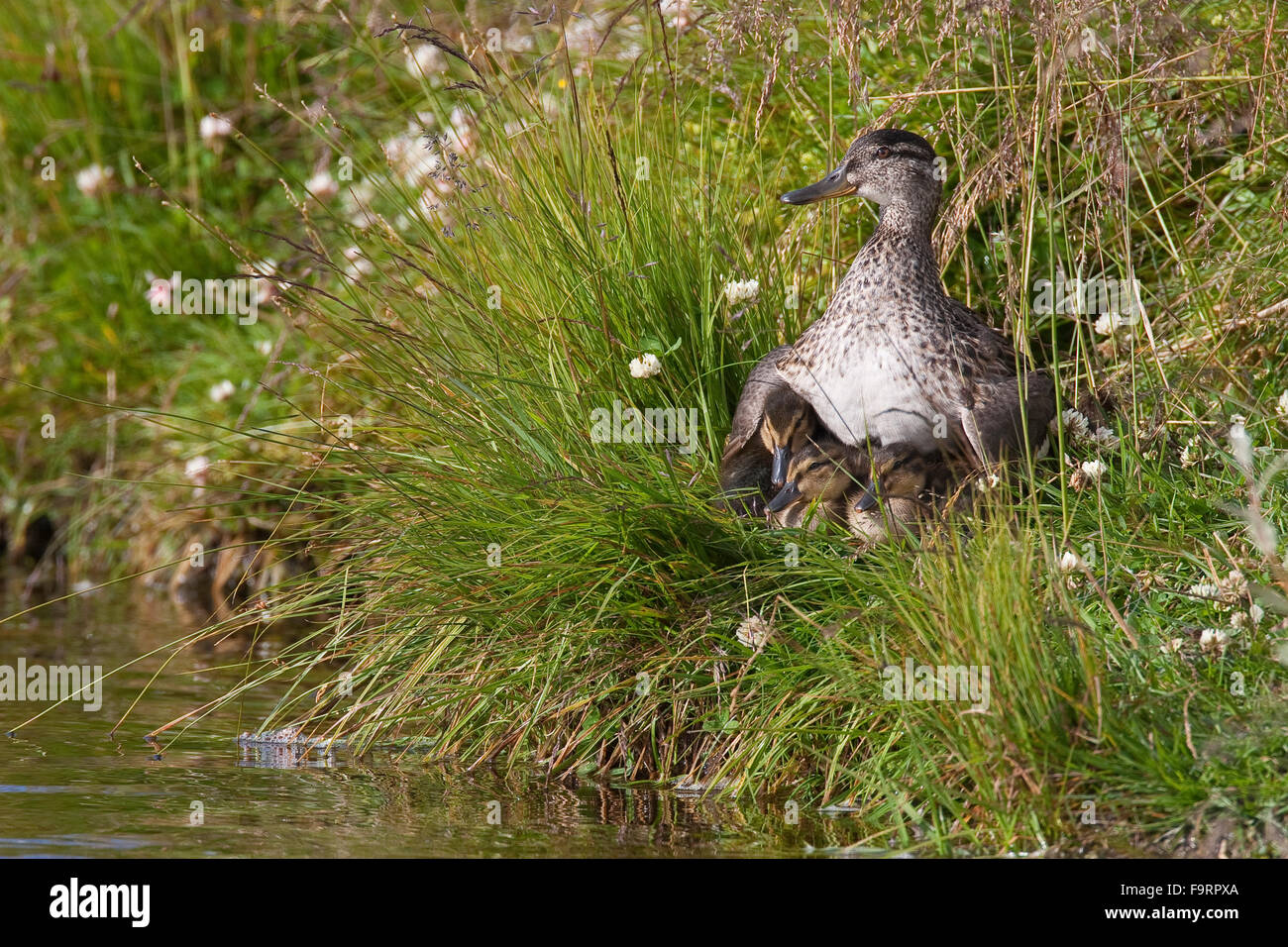 Teal, verde-winged teal, femmina, uccellino, poult, pulcino, Krickente, Weibchen, Küken, Krick-Ente, Anas crecca, Sarcelle d'hiver Foto Stock