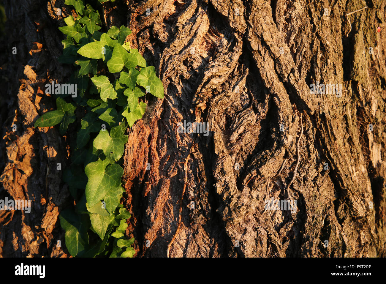 Albero di quercia corteccia e verde edera, close-up. Foto Stock