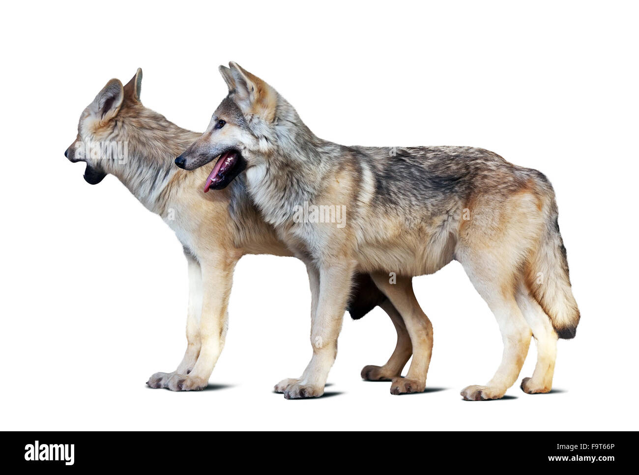 Due lupi. Isolato su sfondo bianco con ombra Foto Stock