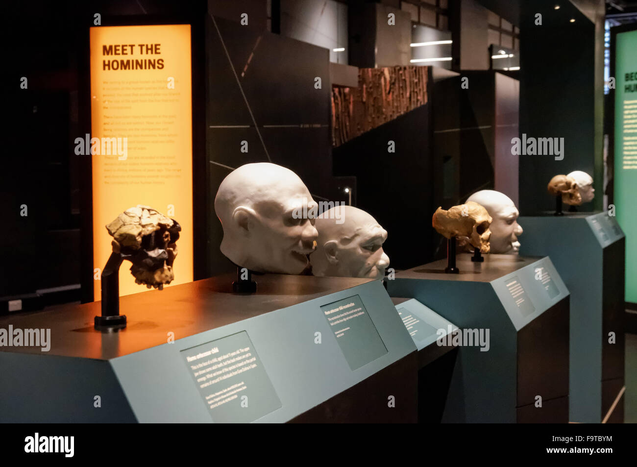Evoluzione umana gallery presso il Museo di Storia Naturale di Londra Regno Unito Regno Unito Foto Stock
