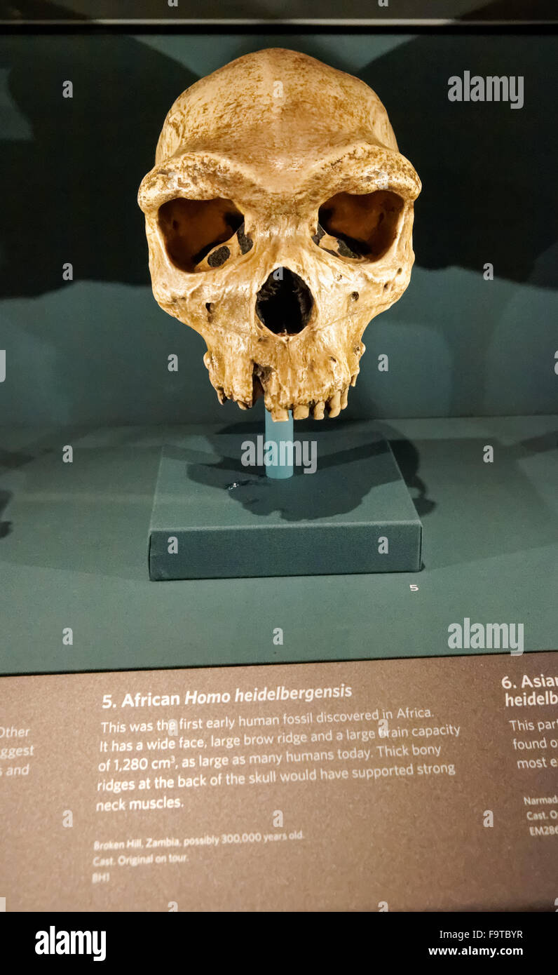 Il Cranio di Homo Heidelbergensis. Evoluzione umana gallery presso il Museo di Storia Naturale di Londra Regno Unito Regno Unito. Foto Stock