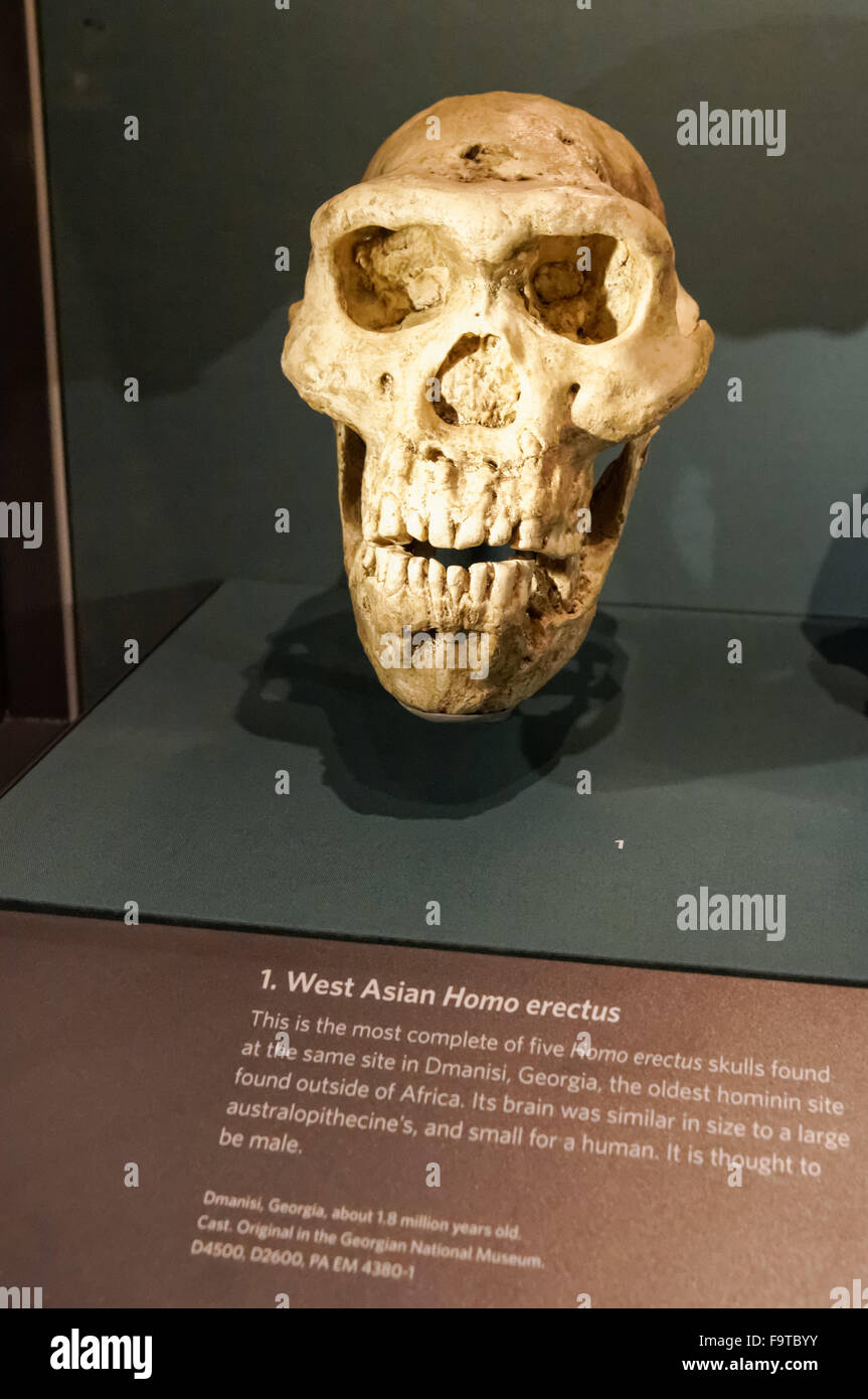 Il Cranio di Homo erectus. Evoluzione umana gallery presso il Museo di Storia Naturale di Londra Regno Unito Regno Unito. Foto Stock