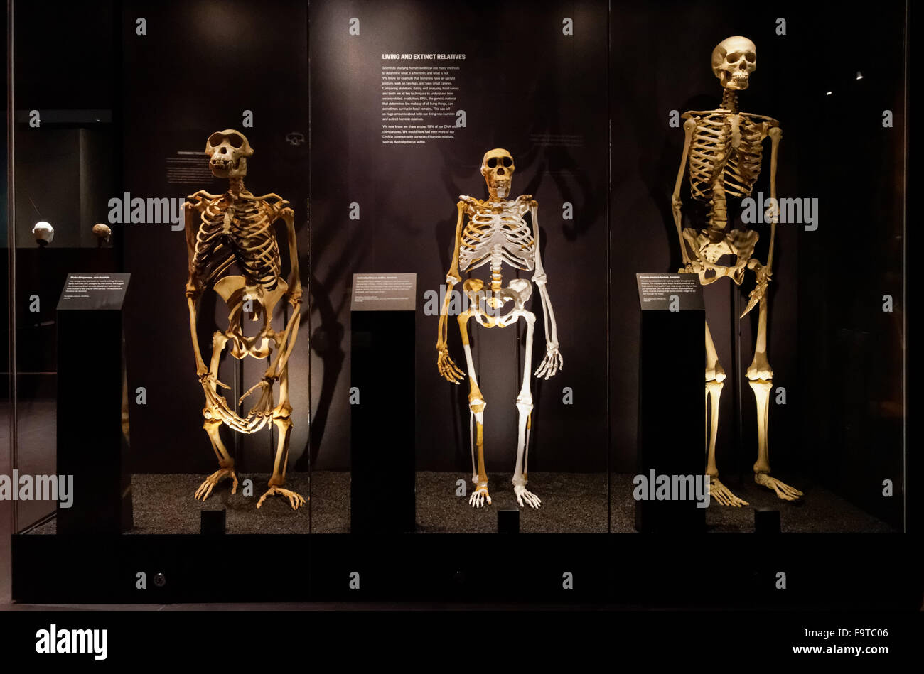 Evoluzione umana gallery presso il Museo di Storia Naturale di Londra Regno Unito Regno Unito Foto Stock