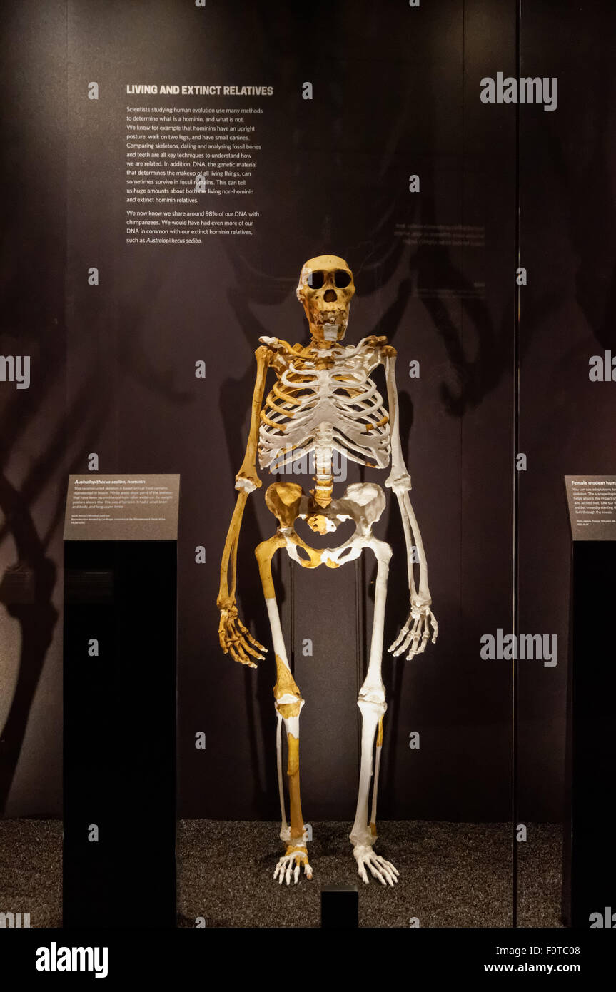Evoluzione umana gallery presso il Museo di Storia Naturale di Londra Regno Unito Regno Unito Foto Stock