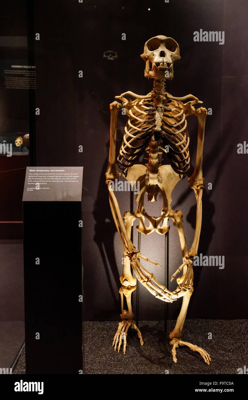 Evoluzione umana gallery presso il Museo di Storia Naturale di Londra Regno Unito Regno Unito Foto Stock