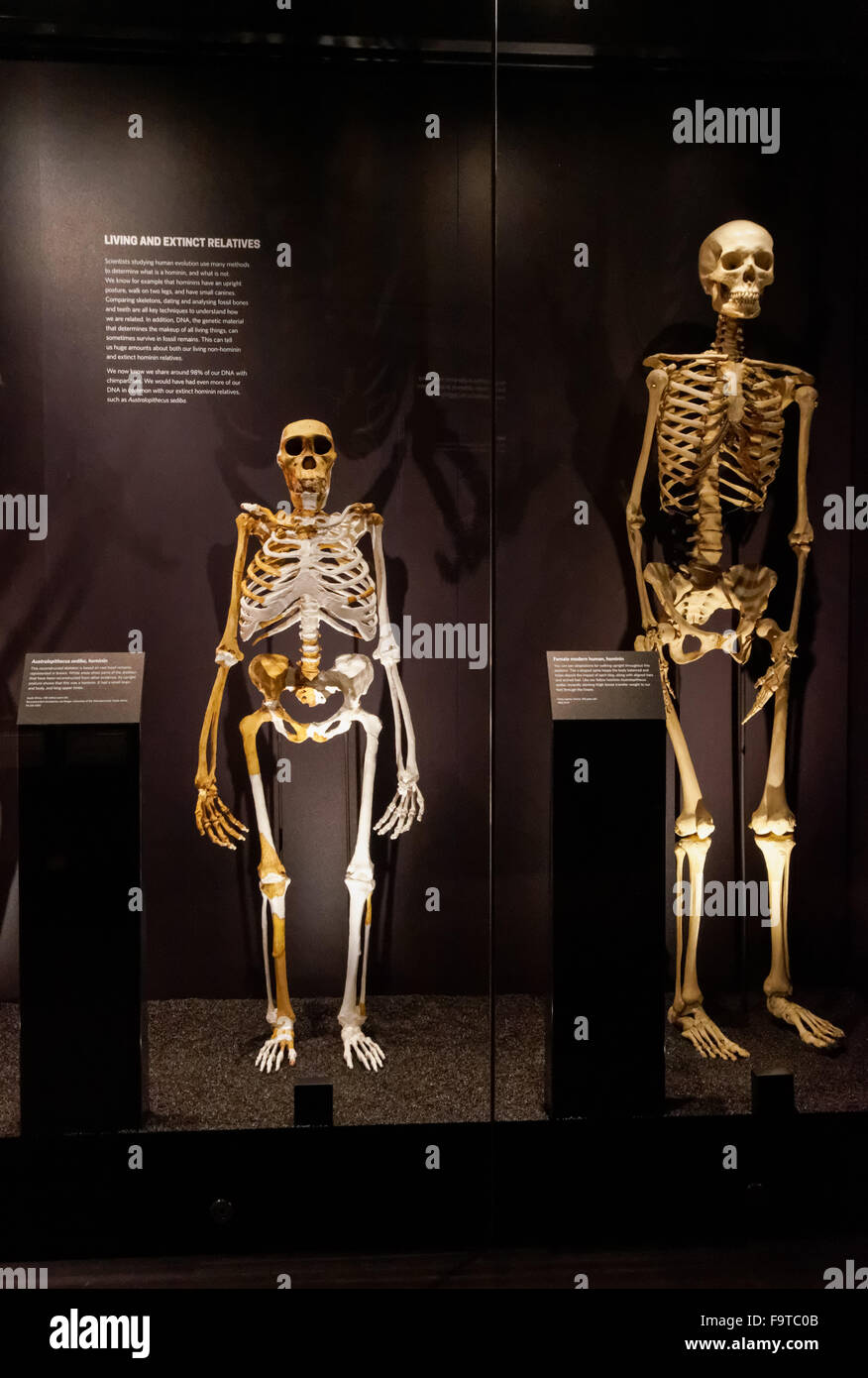 Evoluzione umana gallery presso il Museo di Storia Naturale di Londra Regno Unito Regno Unito Foto Stock