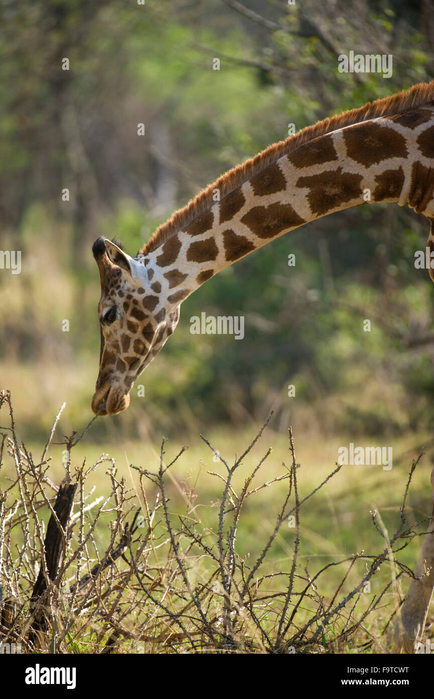 Giraffa Rothschild (Giraffa camelopardalis rothschildi), il lago Mburo National Park, Uganda Foto Stock