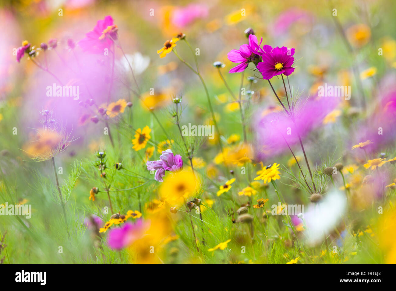 Estate colorati fiori di prato Foto Stock