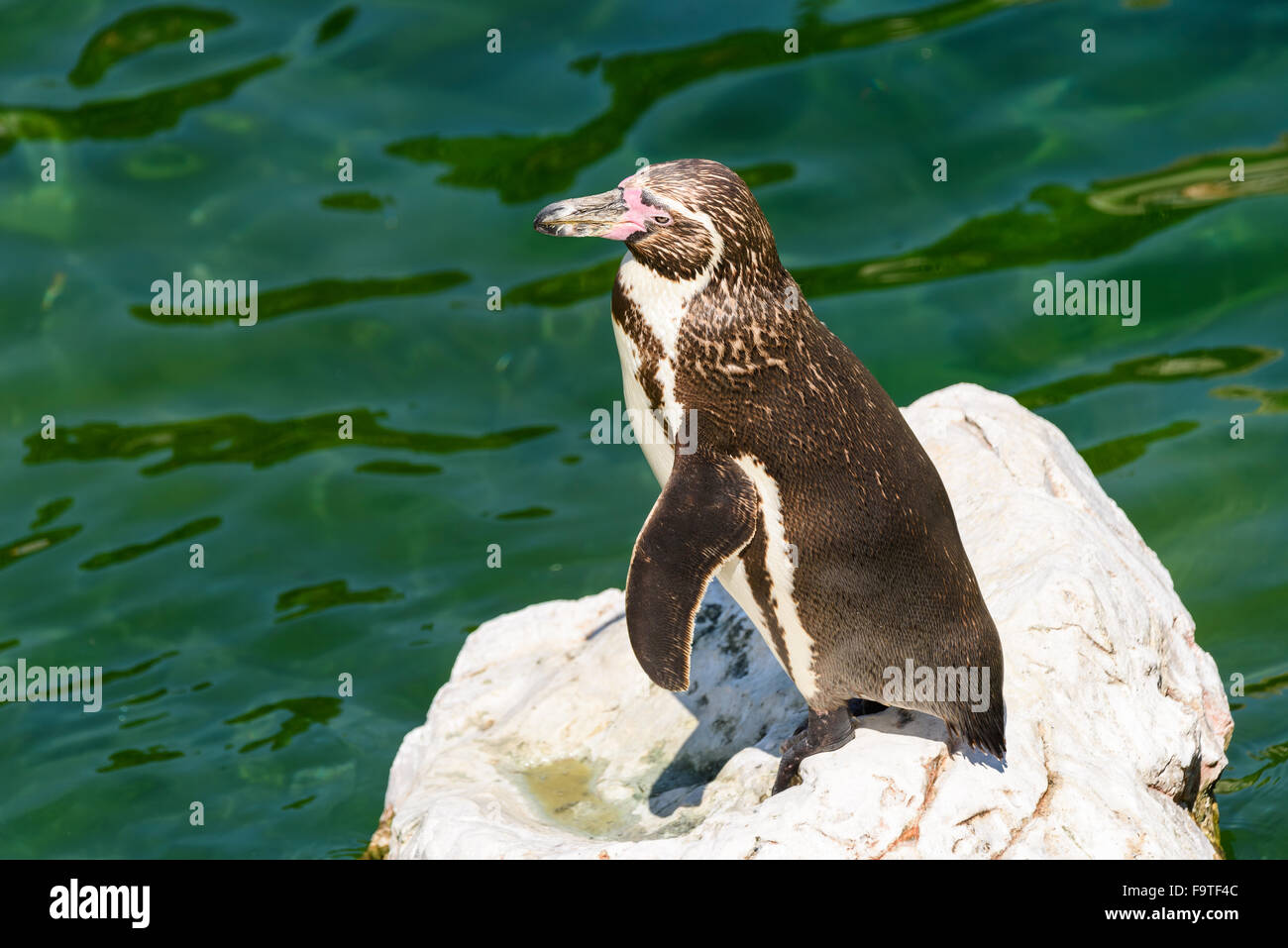 Solitario Magellanic Penguin (Spheniscus magellanicus) su una roccia circondato da acqua e pinguini nuoto intorno a lui Foto Stock