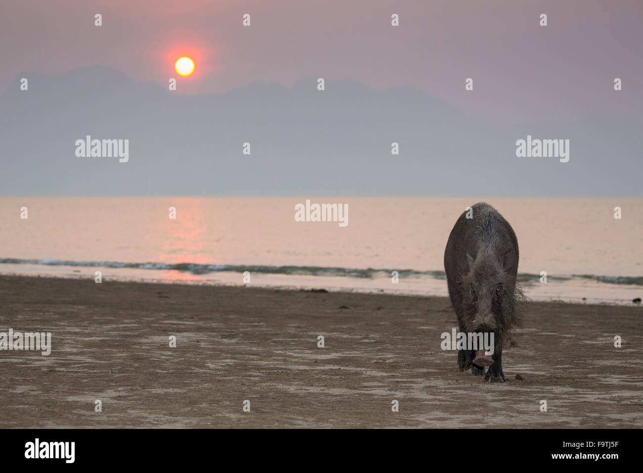 Bornean barbuto maiale (Sus barbatus) su una spiaggia al tramonto Foto Stock