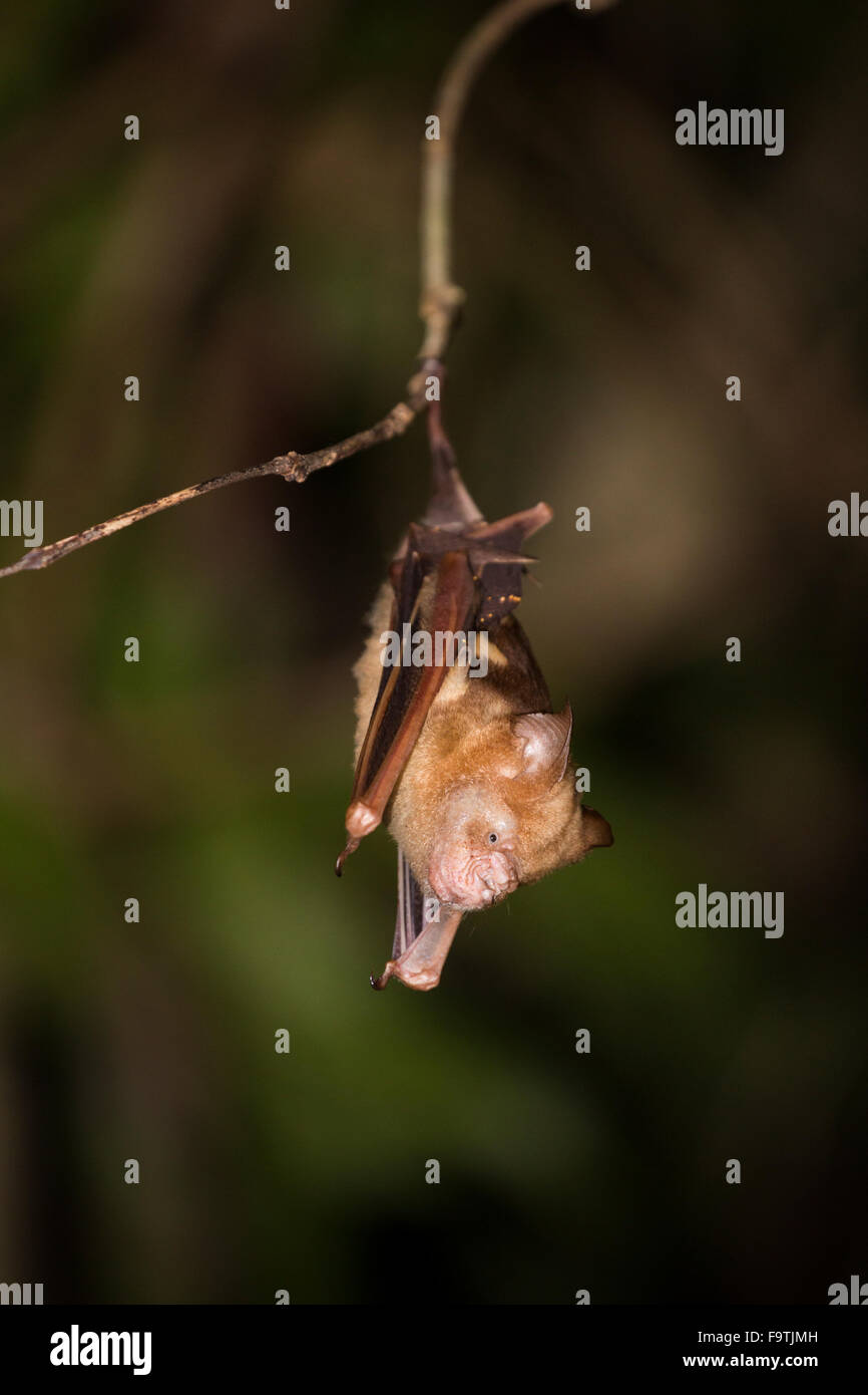 Diadem foglia dal naso-bat (Hipposideros diadema) Foto Stock