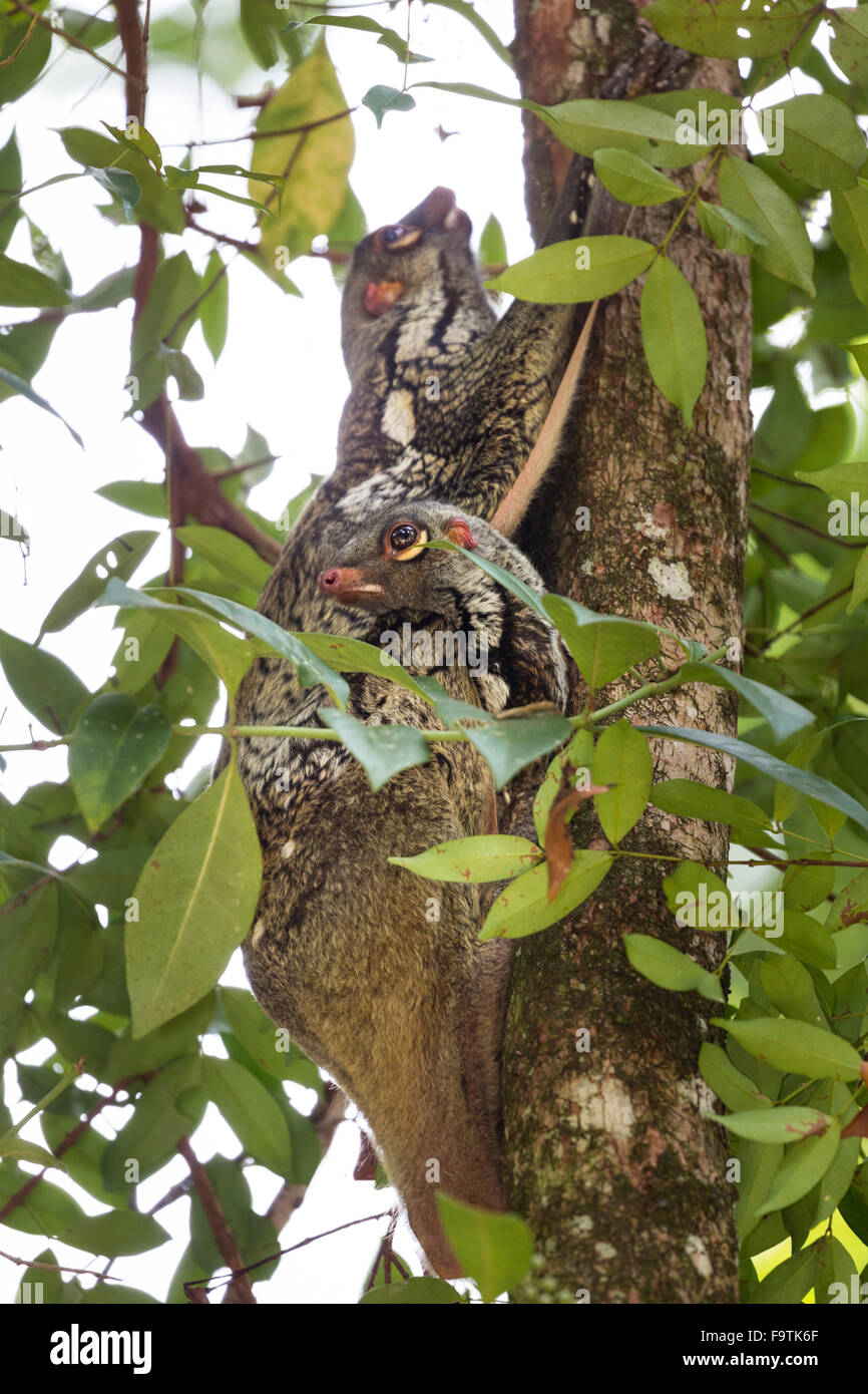 Sunda lemuri volanti (Galeopterus variegatus) madre con bambino Foto Stock