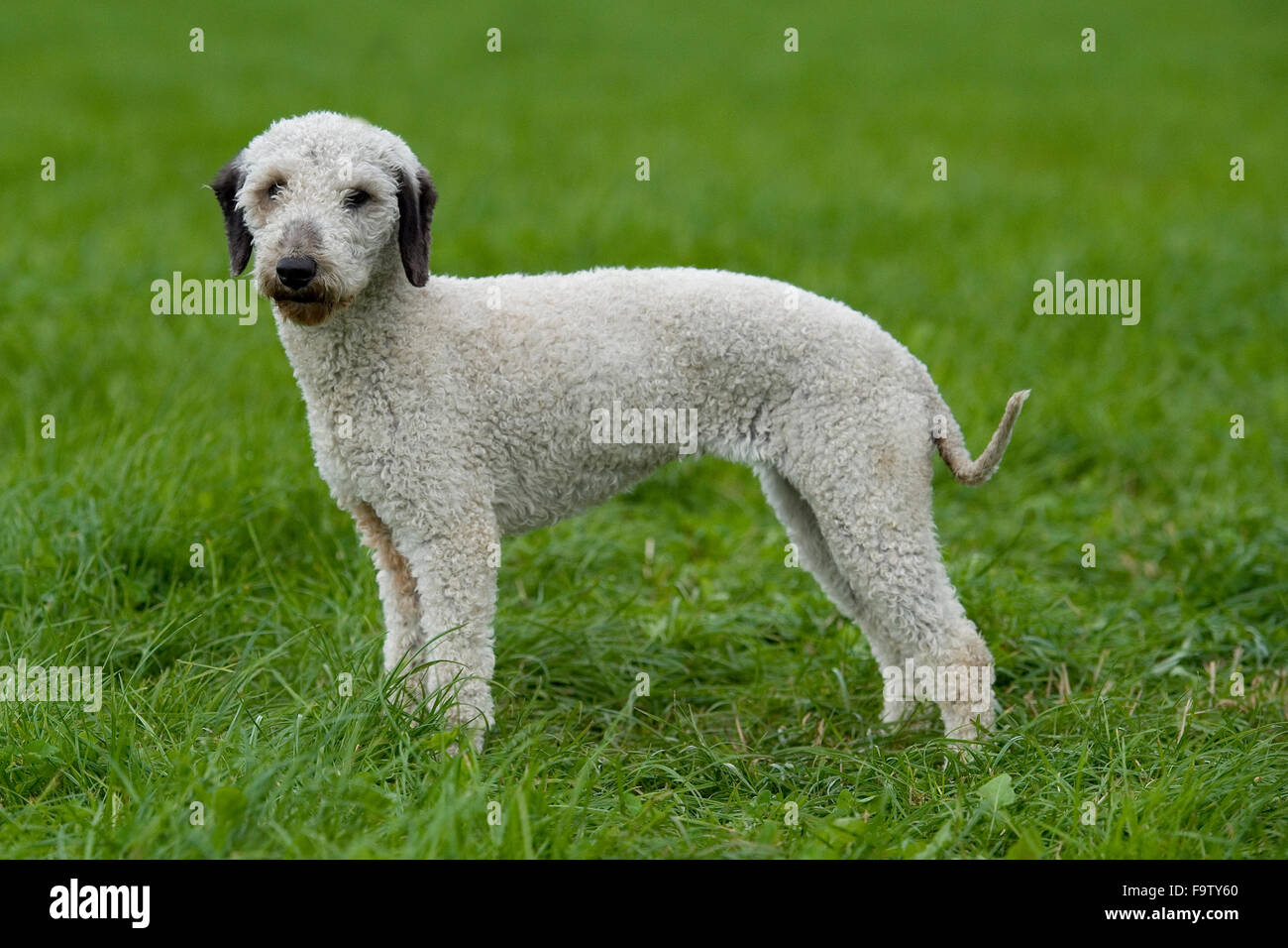 Bedlington terrier Foto Stock