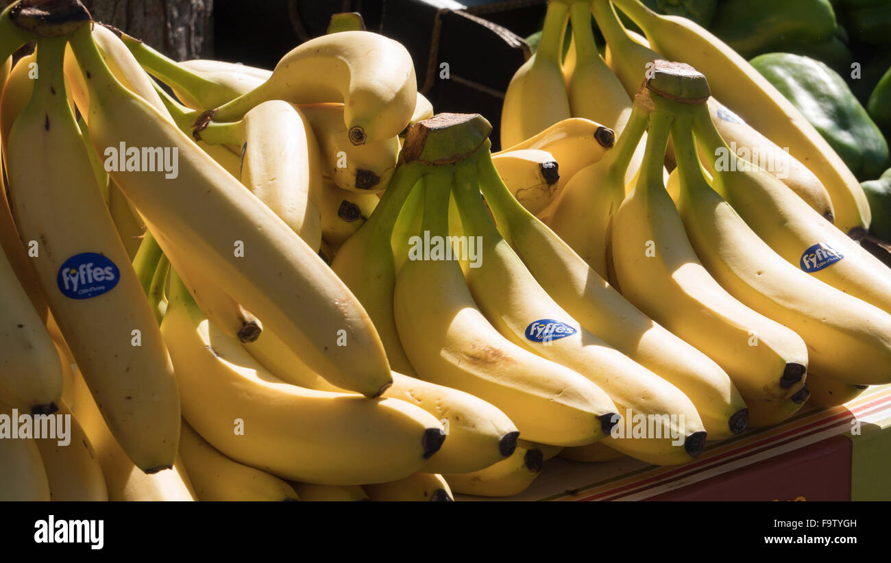Sole inzuppato di visualizzazione di banane in vendita in un mercato in Limoux, Francia Foto Stock