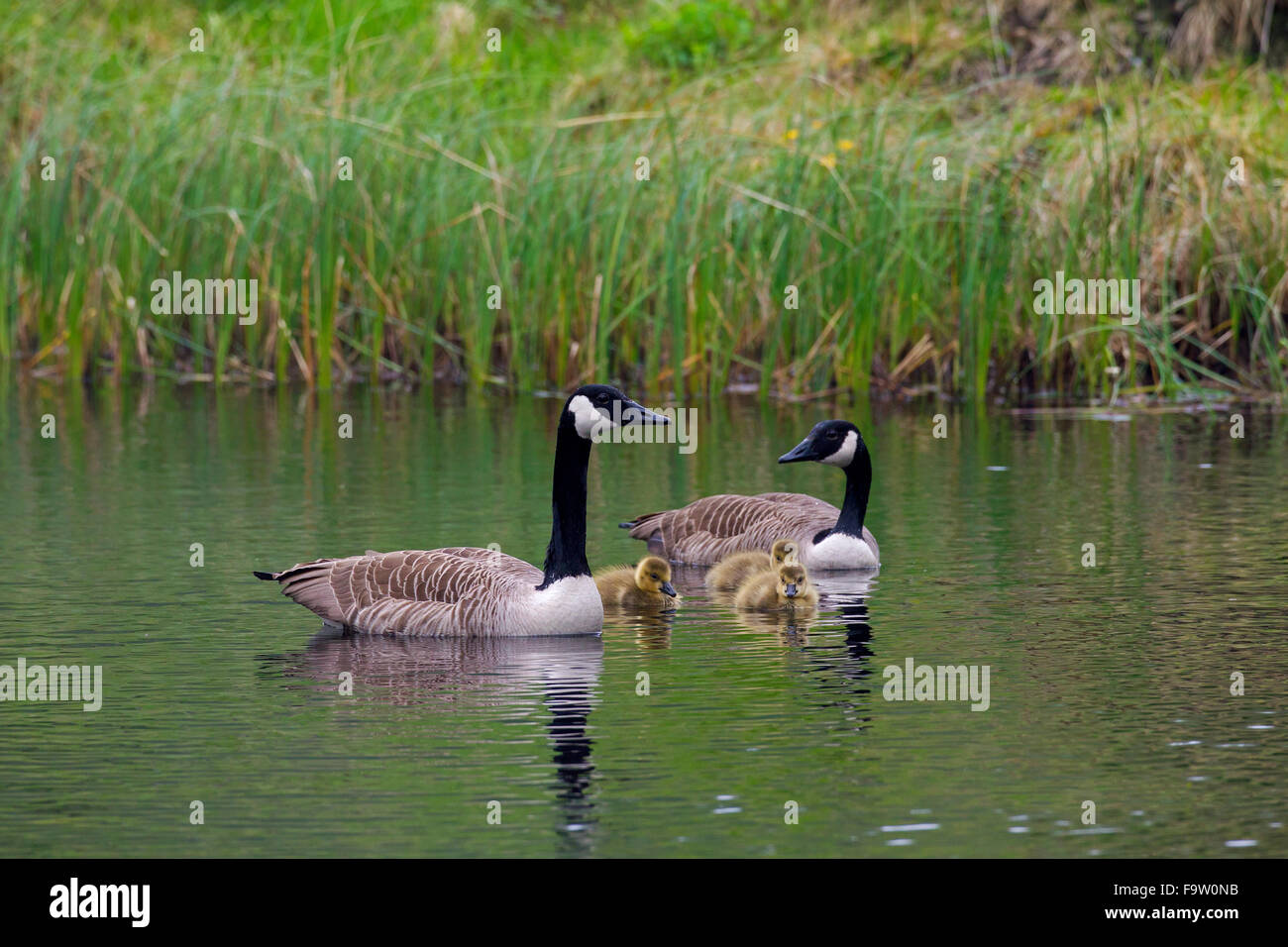 Oche del Canada (Branta canadensis) i genitori di nuoto con goslings nel lago Foto Stock