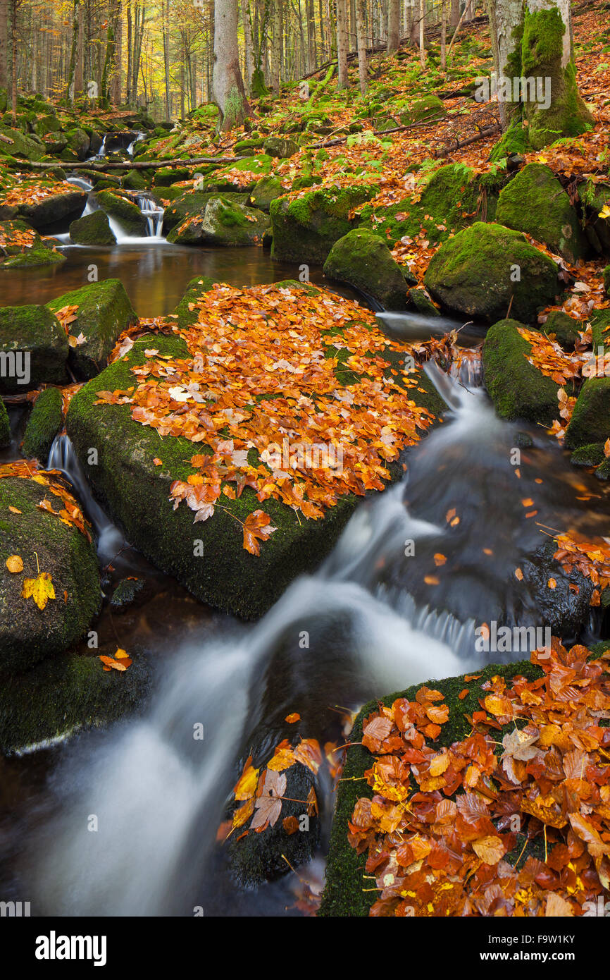 Cascata sul Kleine ohe / Grafenauer ohe fiume nel bosco di latifoglie, Parco Nazionale della Foresta Bavarese, Baviera, Germania Foto Stock