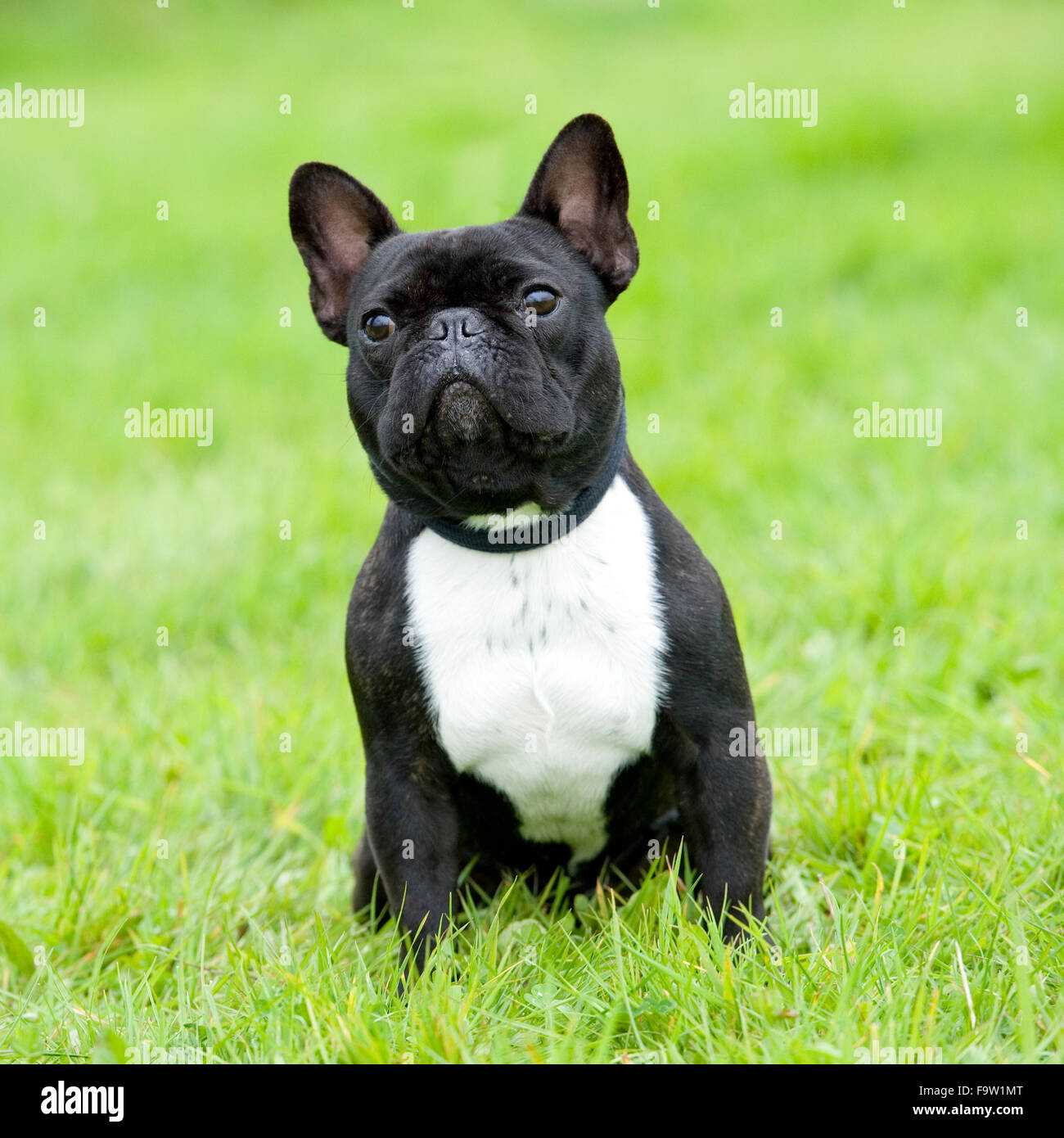 bulldog francese Foto Stock