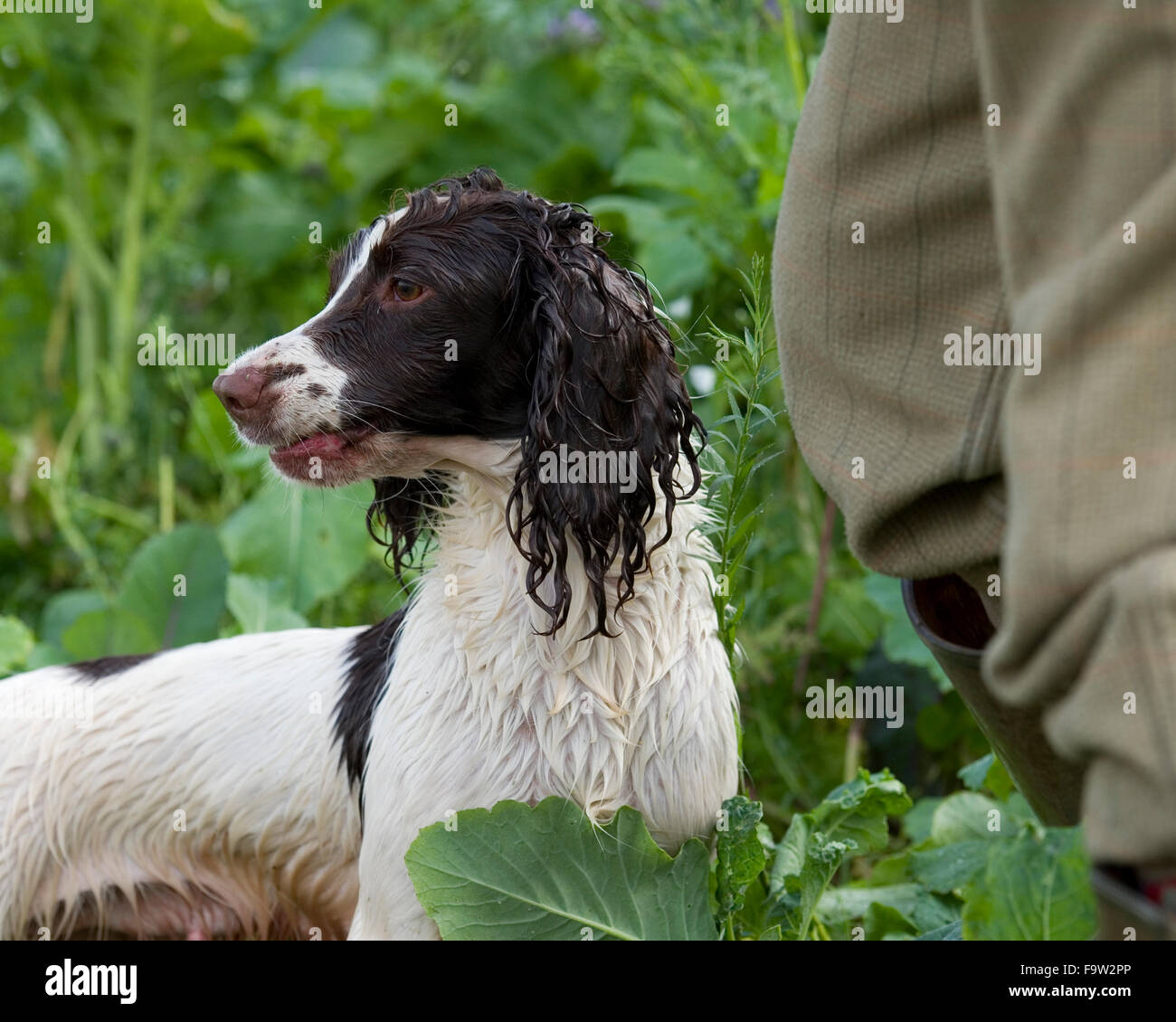 English Springer spaniel lavorando su un tiro Foto Stock