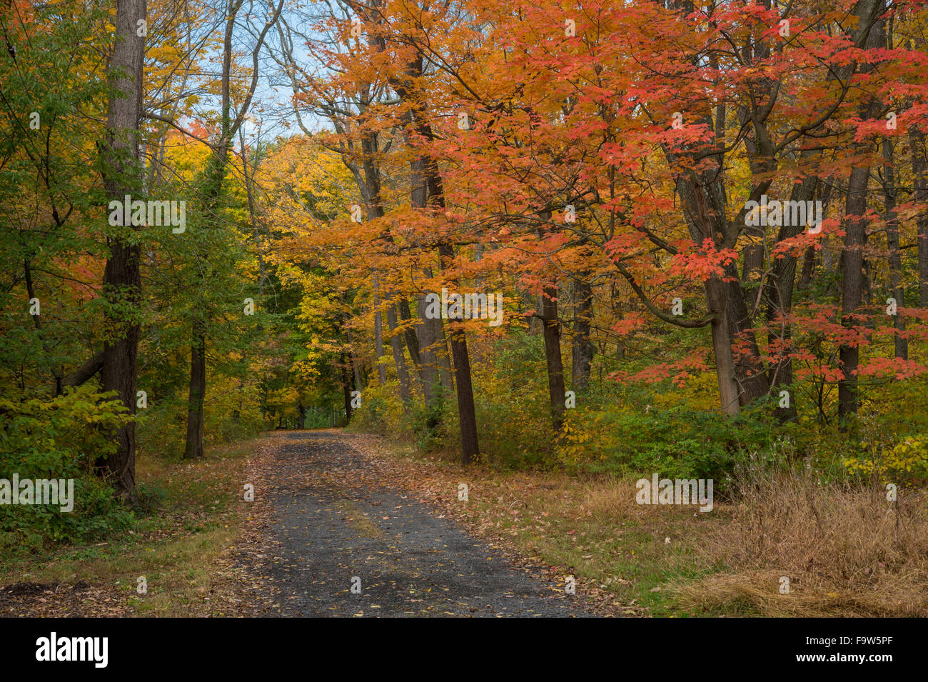 Strada rurale con alberi d'Autunno caduta delle foglie, in Pennsylvania, STATI UNITI D'AMERICA Foto Stock