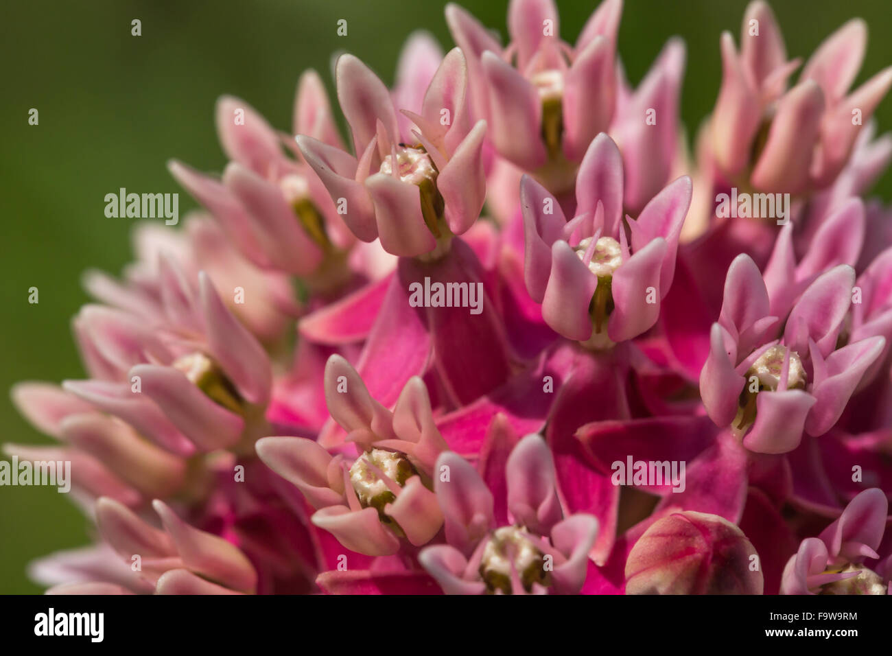 Swamp Milkweed, Asclepias incarnata Foto Stock