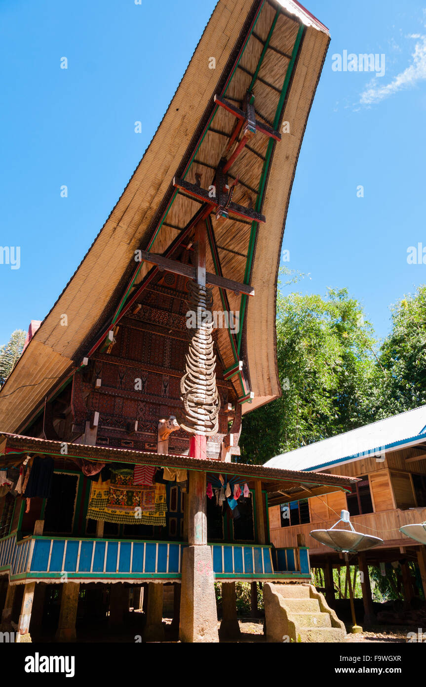 Unico e colorato casa tradizionale in Tana Toraja sotto il cielo blu con corno di bufalo Foto Stock