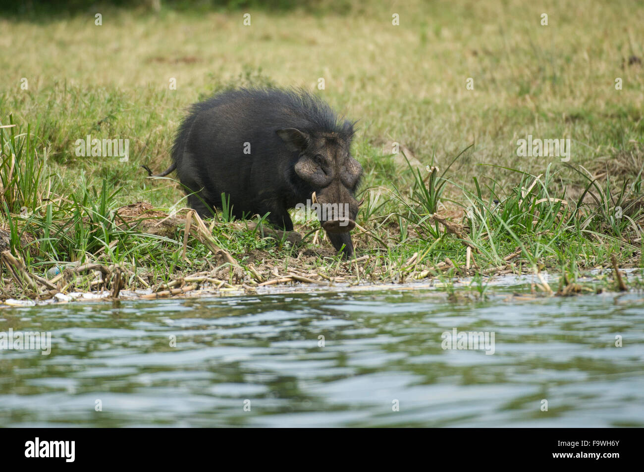 Foresta gigante hog (Hylochoerus meinertzhageni) presso il canale Kazinga, Queen Elizabeth National Park, Uganda Foto Stock