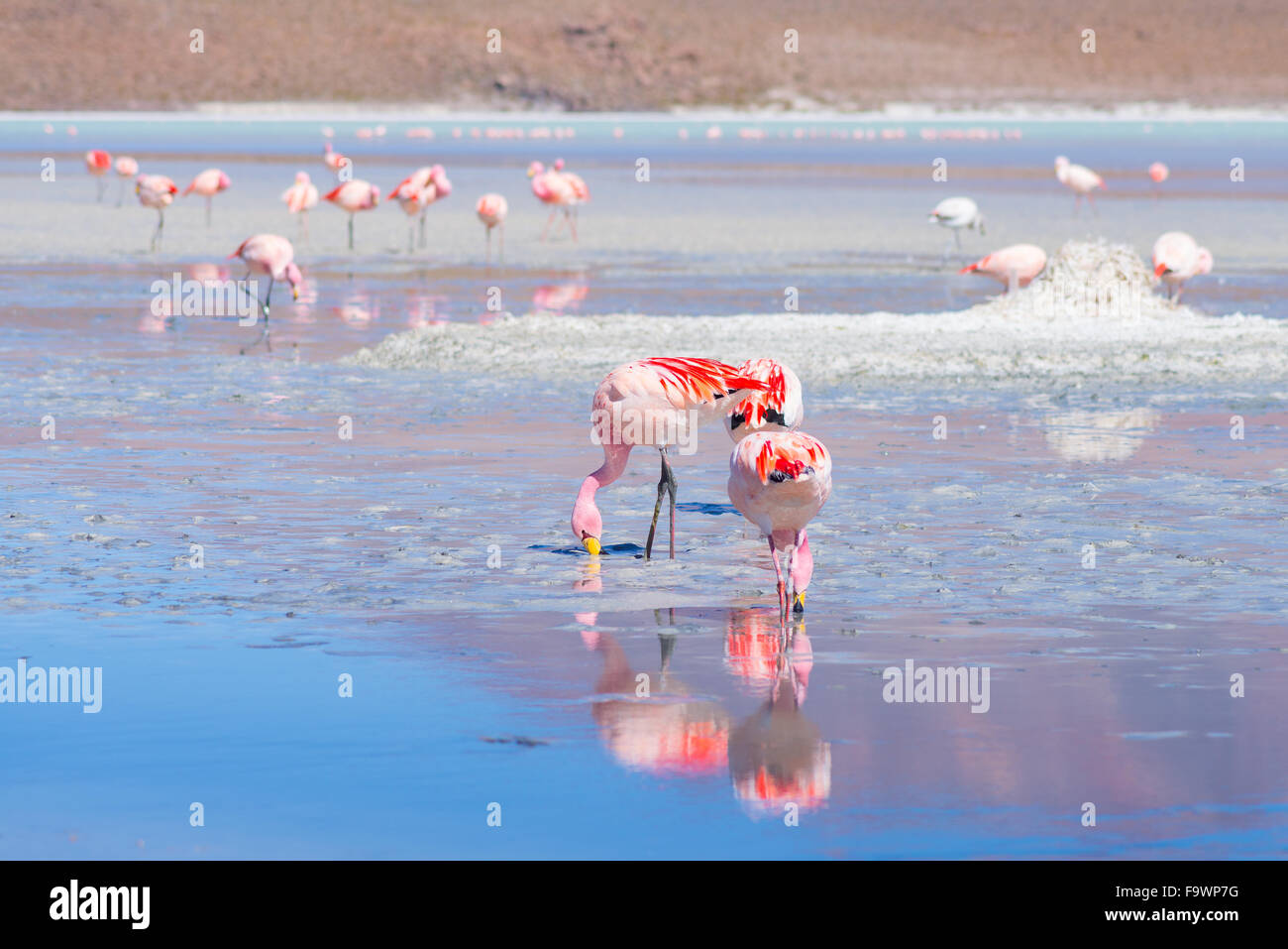 Fenicotteri rosa l'alimentazione di acqua di sale di 'Laguna Hedionda' (eng. Hedionda lago), tra i più panoramici della destinazione di viaggio in Foto Stock