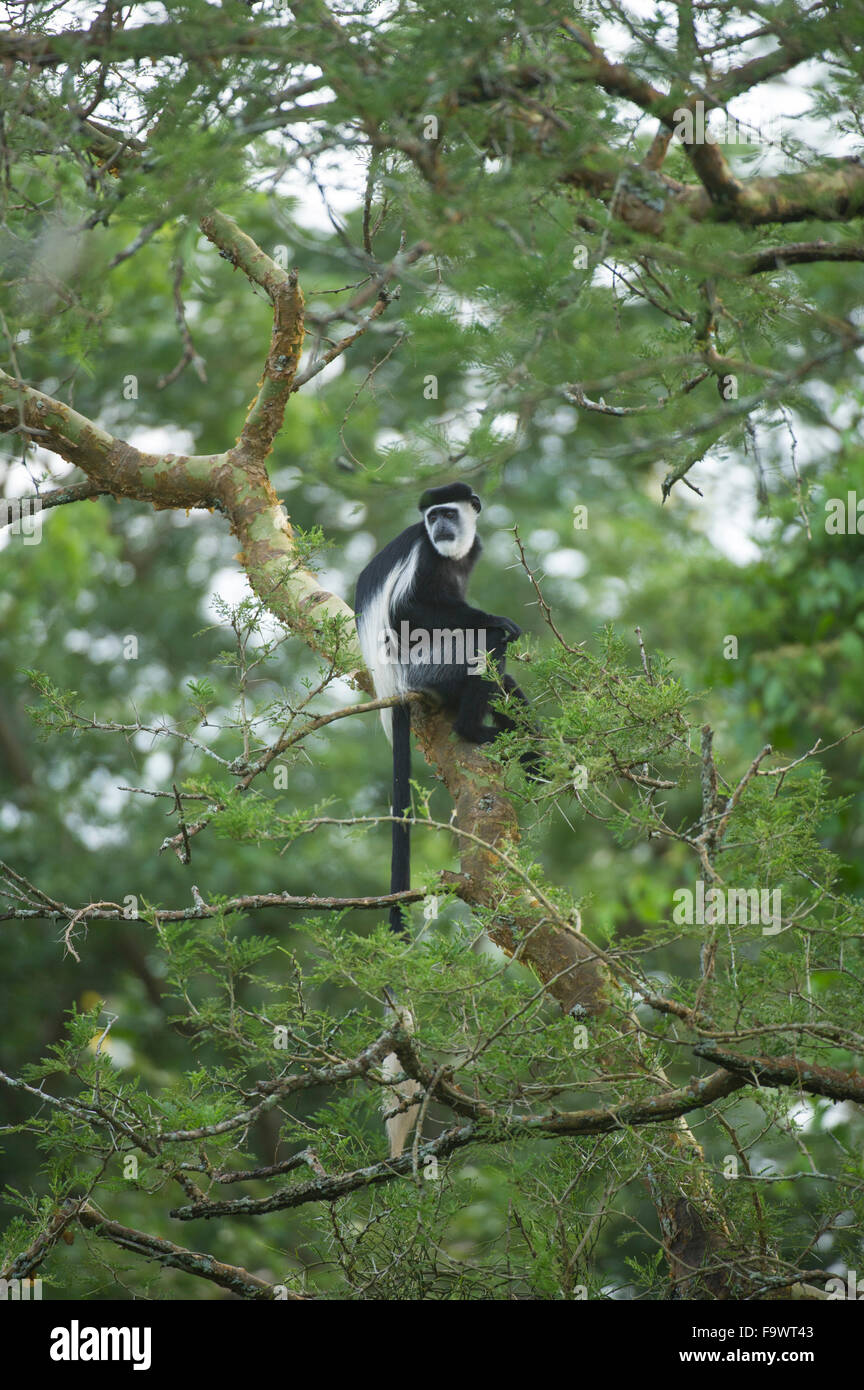Black and White Colobus (Colobus guereza), Semliki riserva faunistica, Uganda Foto Stock