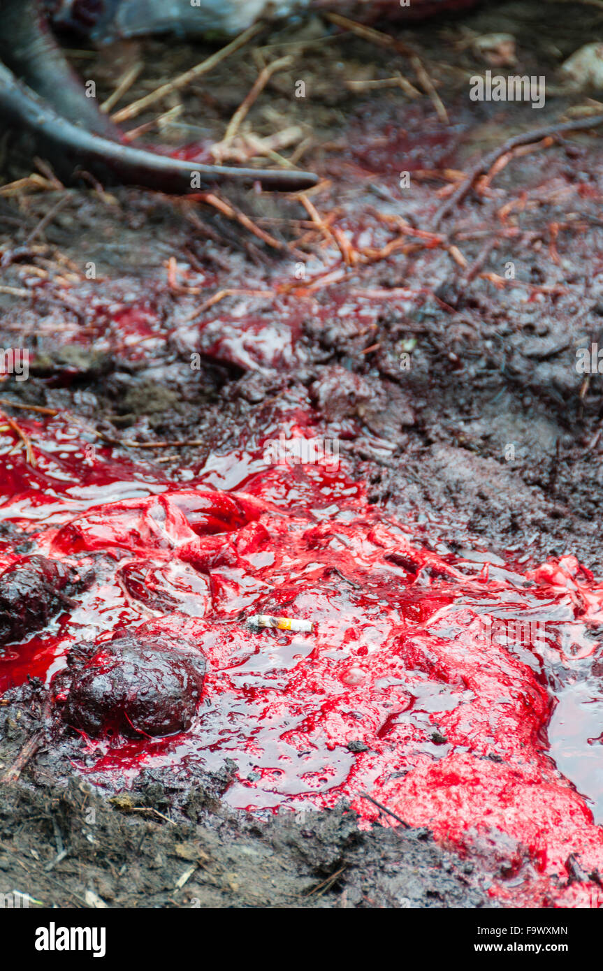 Posa di sigaretta in rosso sangue e fango durante la macellazione di bufala di un funerale Foto Stock Posa di sigaretta in rosso sangue e fango durante la macellazione di bufala di un funerale Foto Stock