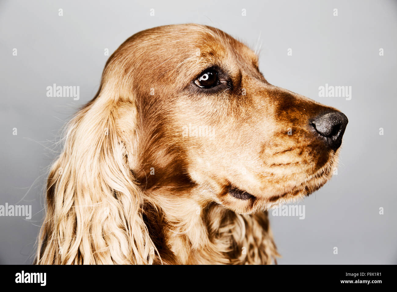Ritratto di un inglese Cocker Spaniel davanti a uno sfondo grigio Foto Stock