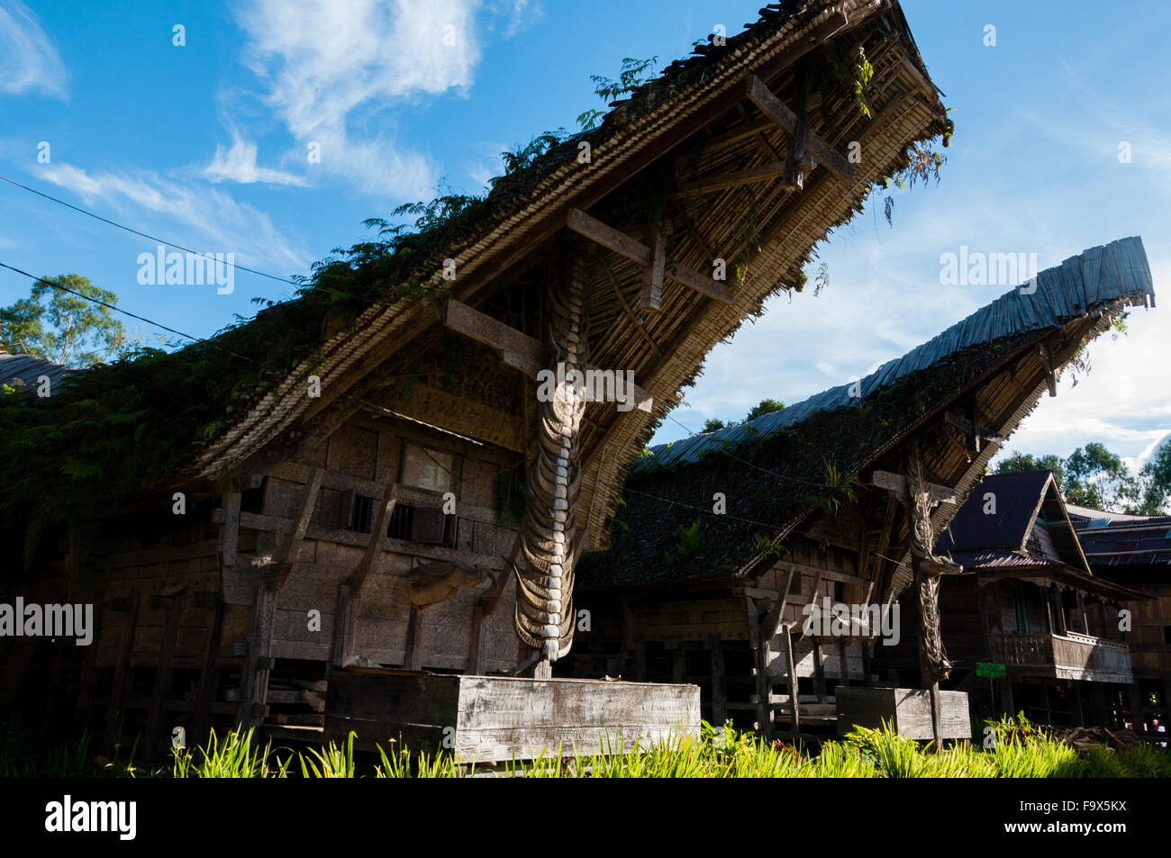 Casa Tradizionale anteriore nella Tana Toraja decorate con Carabao buffalo corna Foto Stock